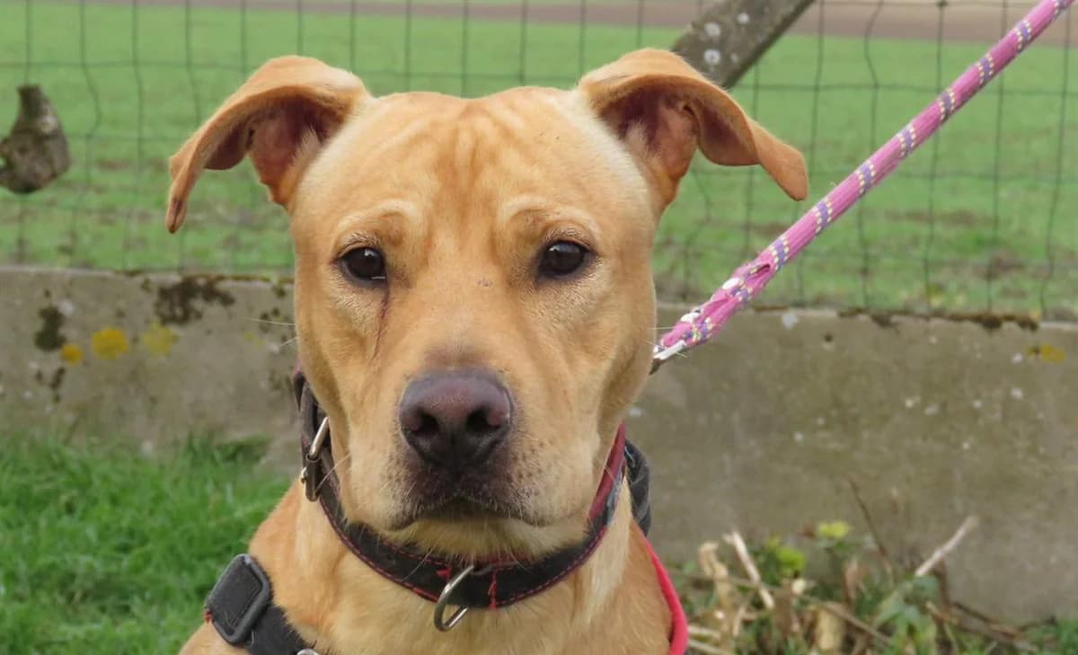 ALF, male 3yo Labrador Retriever for adoption at SPA Chilleurs-aux-Bois, Chilleurs