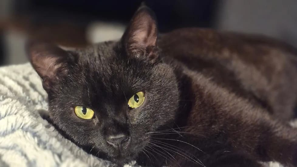 CUPIDO, male Mixed Breed for adoption at SPA Chilleurs-aux-Bois, Chilleurs