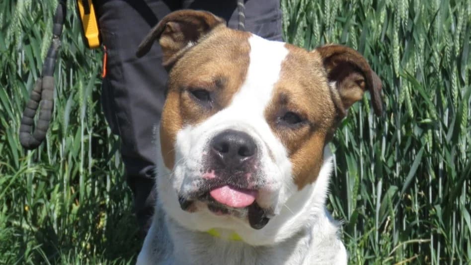 DEIMOS, male 4yo French Bulldog for adoption at SPA Chilleurs-aux-Bois, Chilleurs