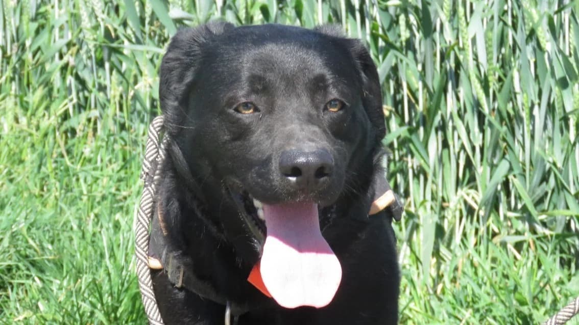 RIO (reservé), male 3yo Labrador Retriever for adoption at SPA Chilleurs-aux-Bois, Chilleurs