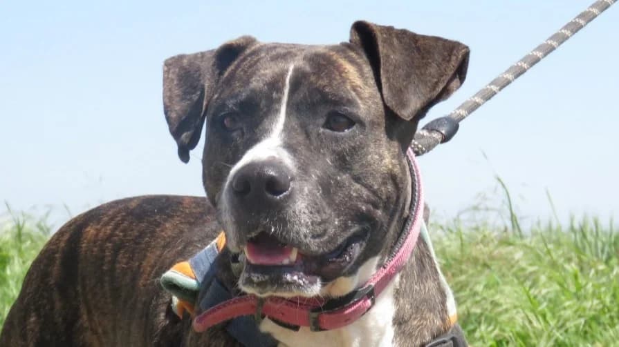 DOUCINE, female 4yo Mixed Breed for adoption at SPA Chilleurs-aux-Bois, Chilleurs