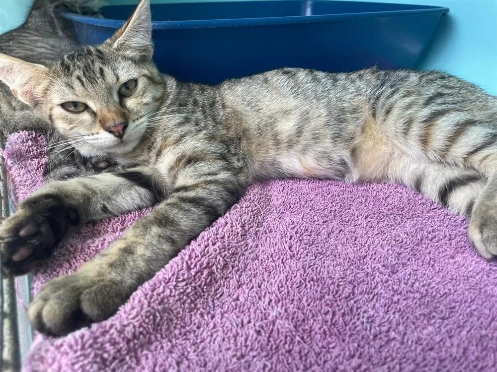 HELGA (reservée ), female Mixed Breed for adoption at SPA Chilleurs-aux-Bois, Chilleurs