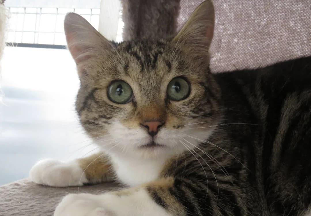 BALI (Réservé), male Mixed Breed for adoption at SPA Chilleurs-aux-Bois, Chilleurs