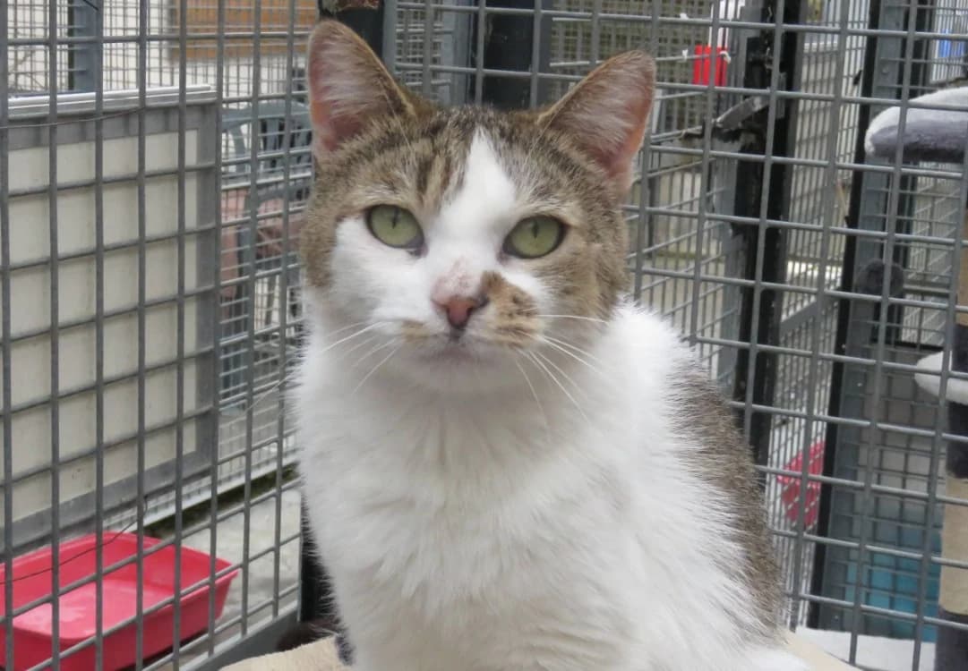 JAZZY, female 3yo Mixed Breed for adoption at SPA Chilleurs-aux-Bois, Chilleurs
