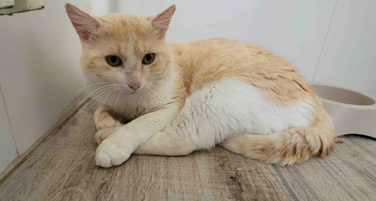 DEP, male Mixed Breed for adoption at SPA Chilleurs-aux-Bois, Chilleurs