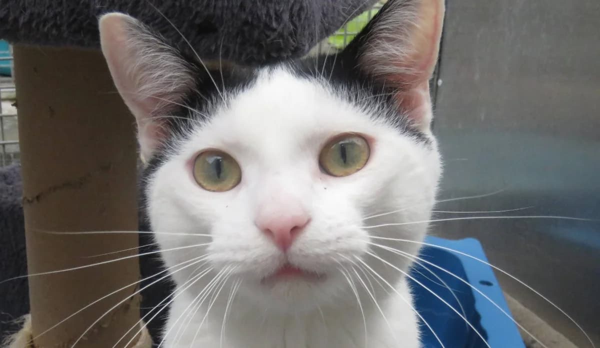 OLIVER, male young Mixed Breed for adoption at SPA Chilleurs-aux-Bois, Chilleurs