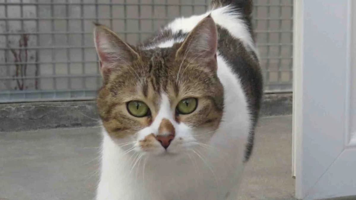 LUNE (reservée), female young Mixed Breed for adoption at SPA Chilleurs-aux-Bois, Chilleurs