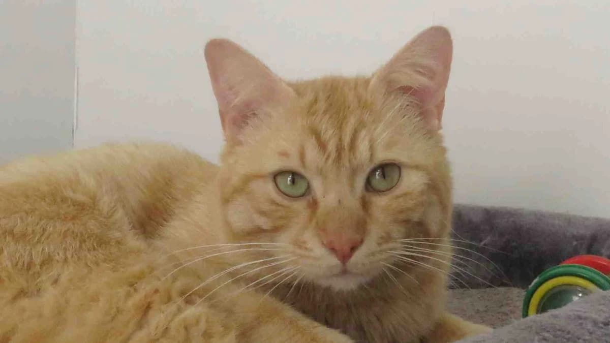 PETIT BONHOMME, male 5yo Mixed Breed for adoption at SPA Chilleurs-aux-Bois, Chilleurs