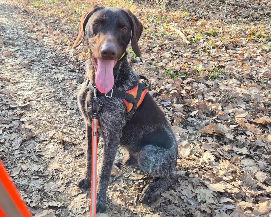 VOLT, male young Pointer for adoption at SPA Chilleurs-aux-Bois, Chilleurs