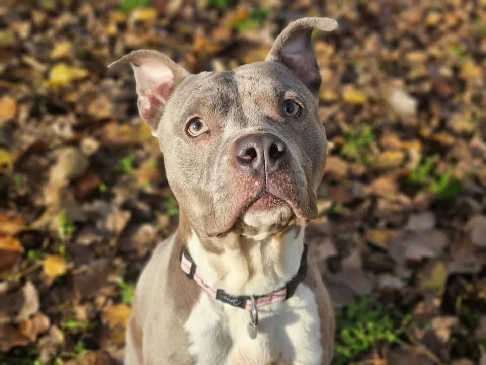 ATHENA, female 5yo American Staffordshire Terrier for adoption at SPA Chilleurs-aux-Bois, Chilleurs
