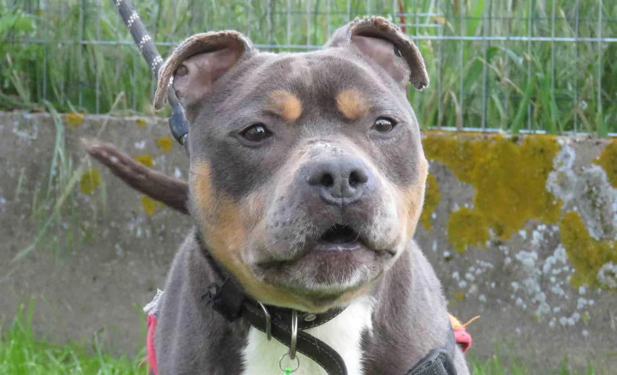 SISKO, male 5yo American Staffordshire Terrier for adoption at SPA Chilleurs-aux-Bois, Chilleurs