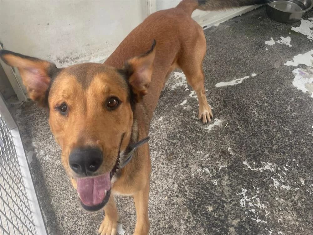 MAUGREY, male 3yo Mixed Breed for adoption at SPA Chilleurs-aux-Bois, Chilleurs