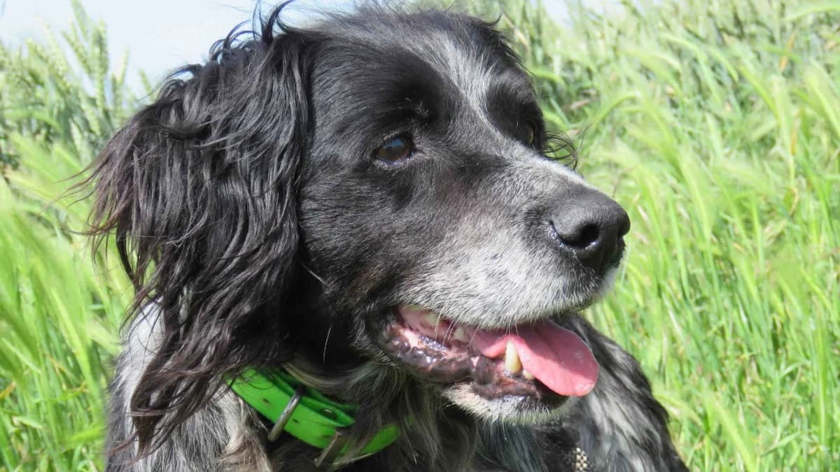 STANLEY, male senior mixed breed for adoption at SPA Chilleurs-aux-Bois, Chilleurs