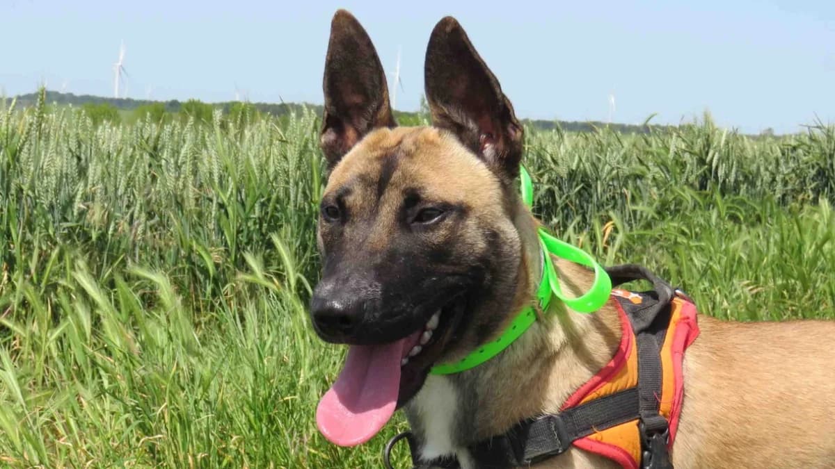 SISKA, female young Bull Terrier for adoption at SPA Chilleurs-aux-Bois, Chilleurs