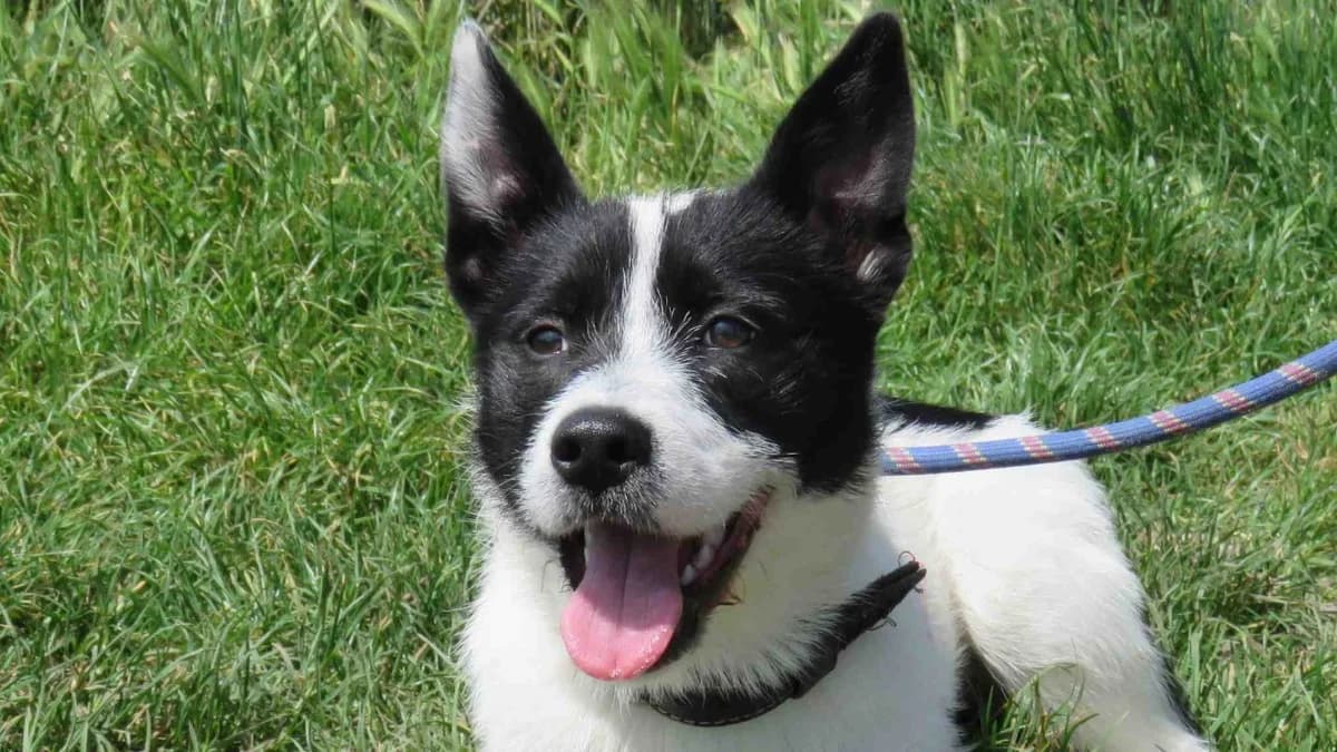 Orphée, female mixed breed for adoption at SPA Vitré, Vitre