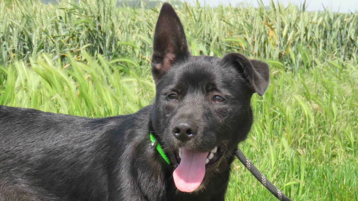 HERMES, male young Doberman for adoption at SPA Chilleurs-aux-Bois, Chilleurs