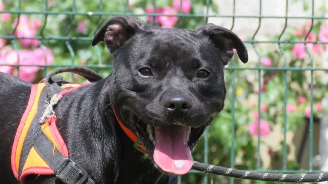 NINA, female young mixed breed for adoption at SPA Chilleurs-aux-Bois, Chilleurs