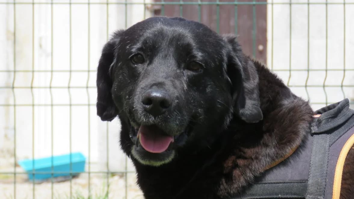 NIPPON, male senior Labrador Retriever for adoption at SPA Chilleurs-aux-Bois, Chilleurs