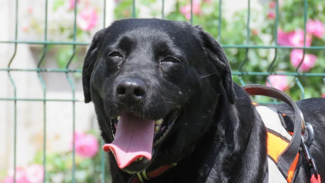 OLYNE, female 7yo Labrador Retriever for adoption at SPA Chilleurs-aux-Bois, Chilleurs