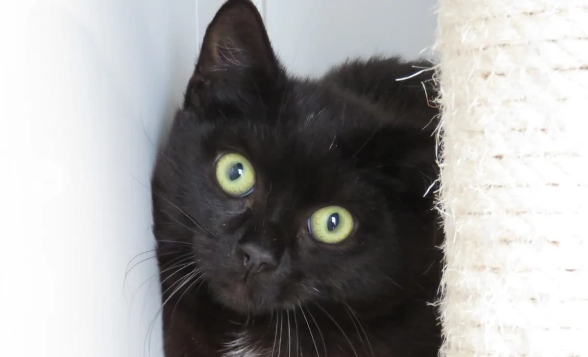ARIES, male young Mixed Breed for adoption at SPA Chilleurs-aux-Bois, Chilleurs