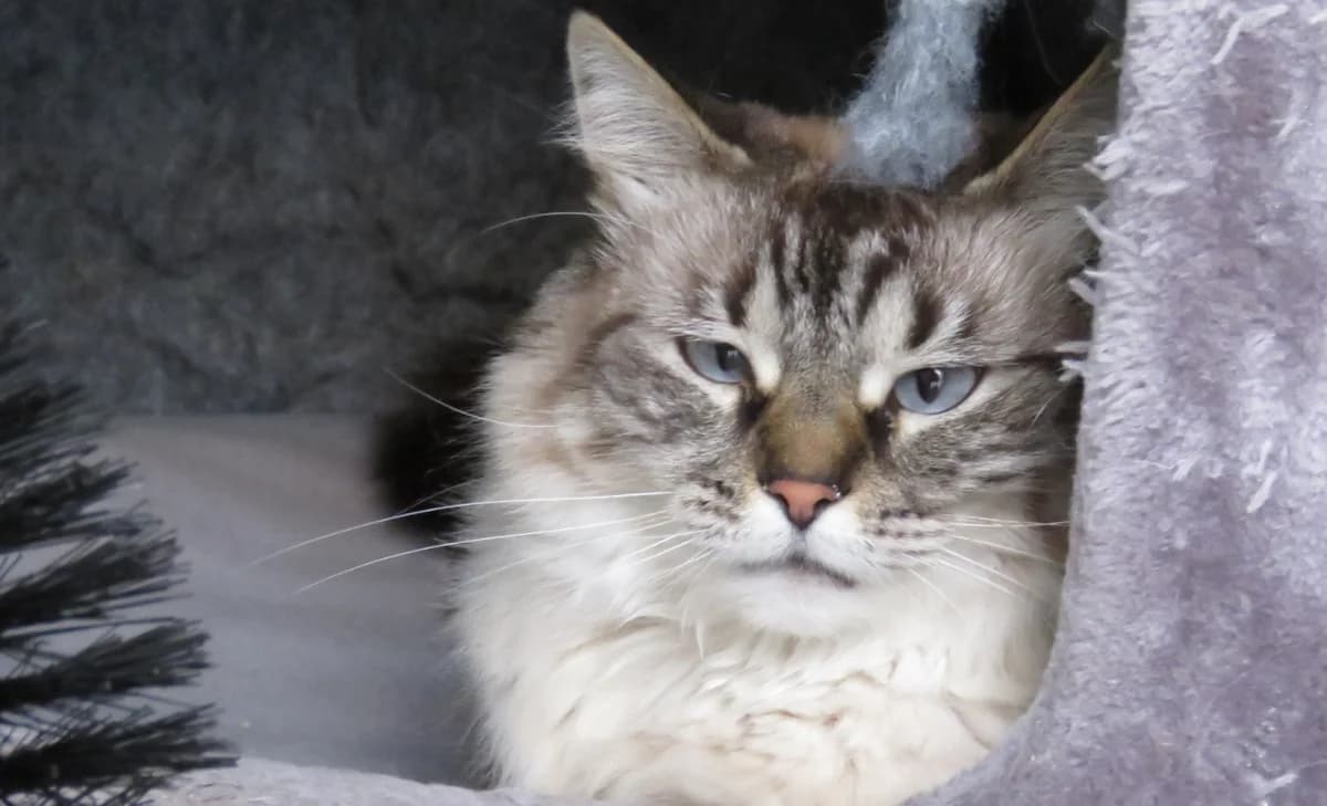 JULIETTE, female 7yo Mixed Breed for adoption at SPA Chilleurs-aux-Bois, Chilleurs