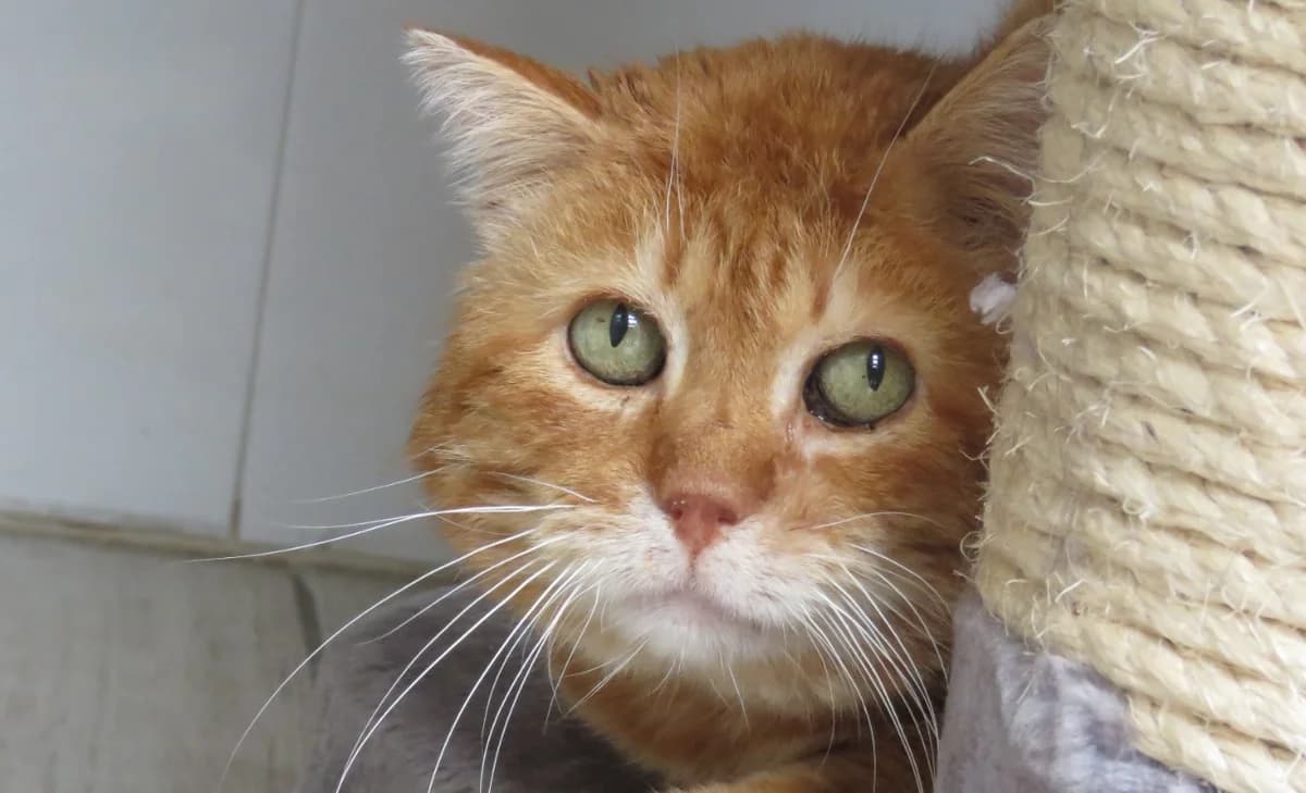 KIROU, male senior Mixed Breed for adoption at SPA Chilleurs-aux-Bois, Chilleurs