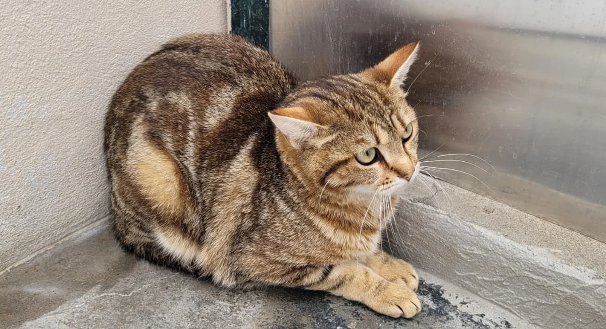 GEMINI, male young Mixed Breed for adoption at SPA Chilleurs-aux-Bois, Chilleurs