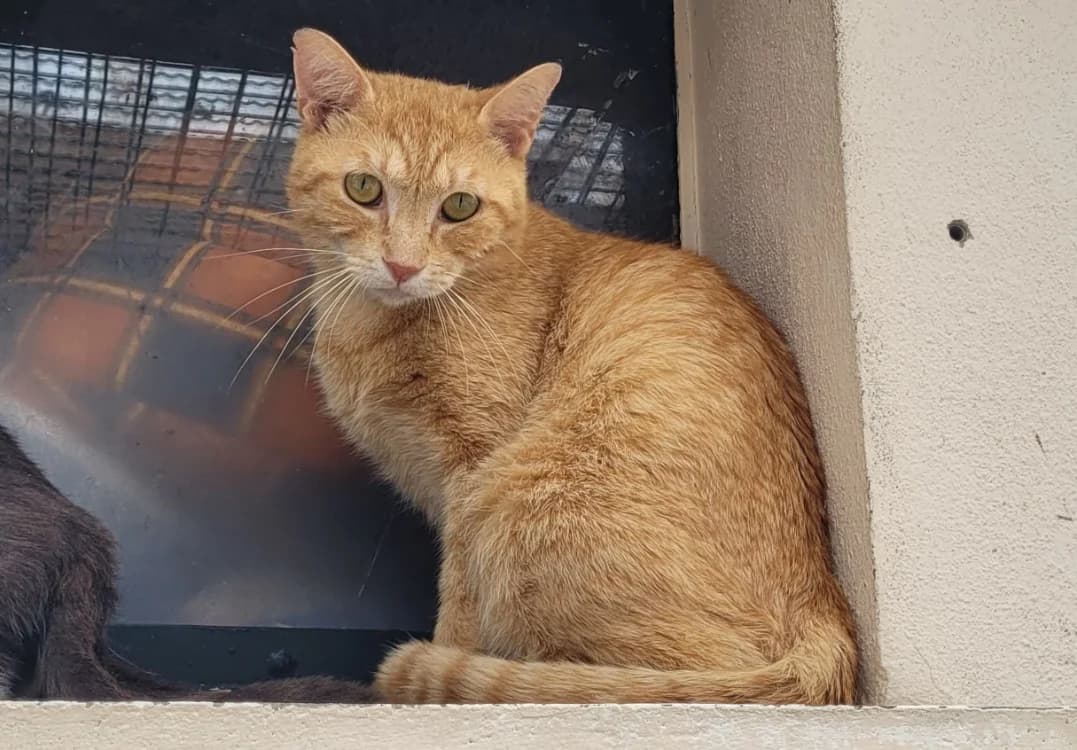 MARCO, male 3yo Mixed Breed for adoption at SPA Chilleurs-aux-Bois, Chilleurs