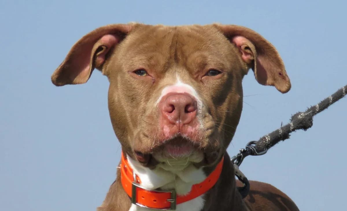 TCHAGA, male young mixed breed for adoption at SPA Chilleurs-aux-Bois, Chilleurs