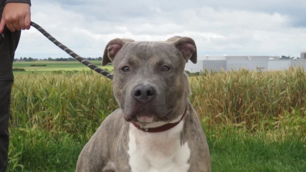 OSLO, male young mixed breed for adoption at SPA Chilleurs-aux-Bois, Chilleurs