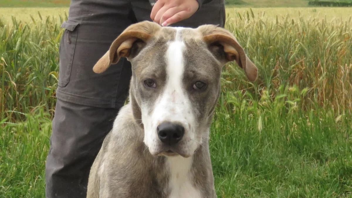 RANGER, male young Mixed Breed for adoption at SPA Chilleurs-aux-Bois, Chilleurs