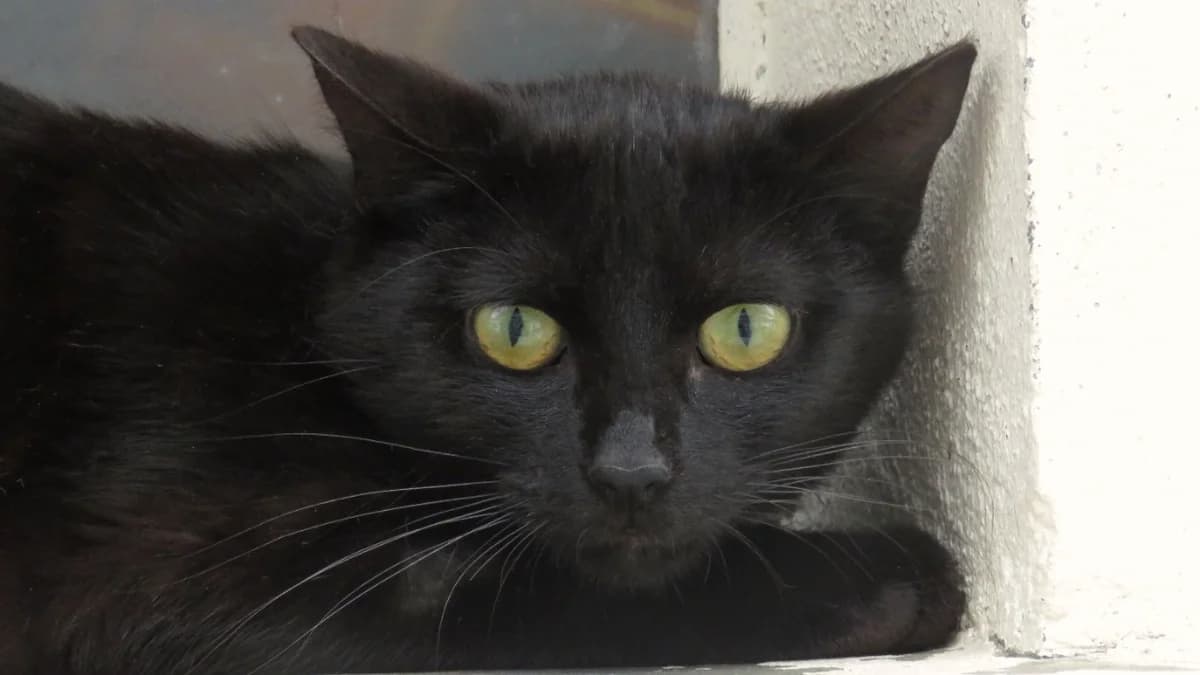MERCURE, female Mixed Breed for adoption at SPA Chilleurs-aux-Bois, Chilleurs
