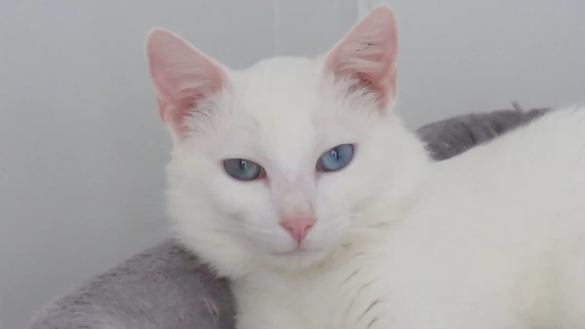 BOUNTY, male young mixed breed for adoption at SPA Chilleurs-aux-Bois, Chilleurs