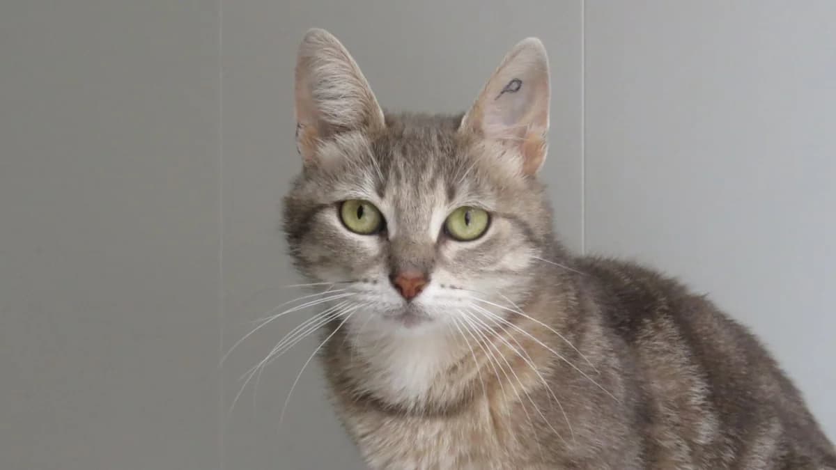 BETTY, female young Mixed Breed for adoption at SPA Chilleurs-aux-Bois, Chilleurs