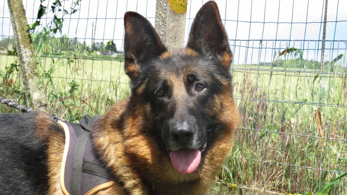 SNOBE, male 4yo German Shepherd for adoption at SPA Chilleurs-aux-Bois, Chilleurs
