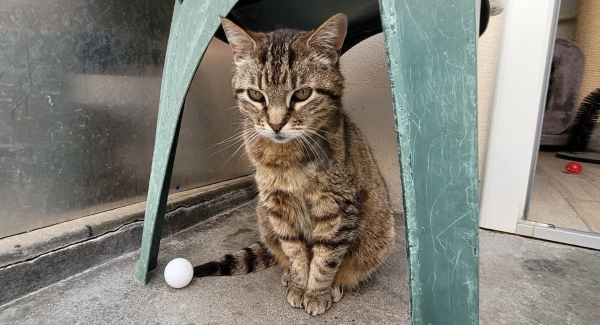 BOULETTE, female 4yo Mixed Breed for adoption at SPA Chilleurs-aux-Bois, Chilleurs