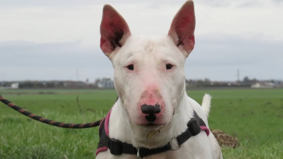 THANOS, male young Bull Terrier for adoption at SPA Chilleurs-aux-Bois, Chilleurs