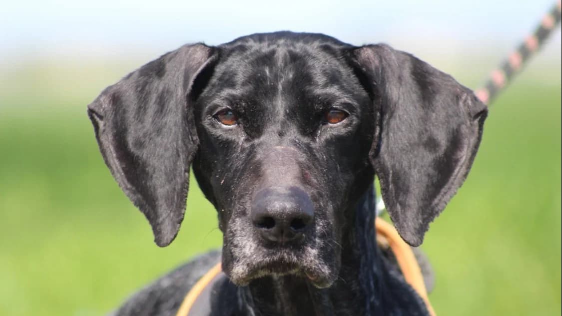 NOISETTE, female senior German Shorthaired Pointer for adoption at SPA Chilleurs-aux-Bois, Chilleurs