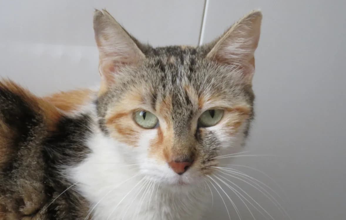 EDEN, female 6yo Mixed Breed for adoption at SPA Chilleurs-aux-Bois, Chilleurs