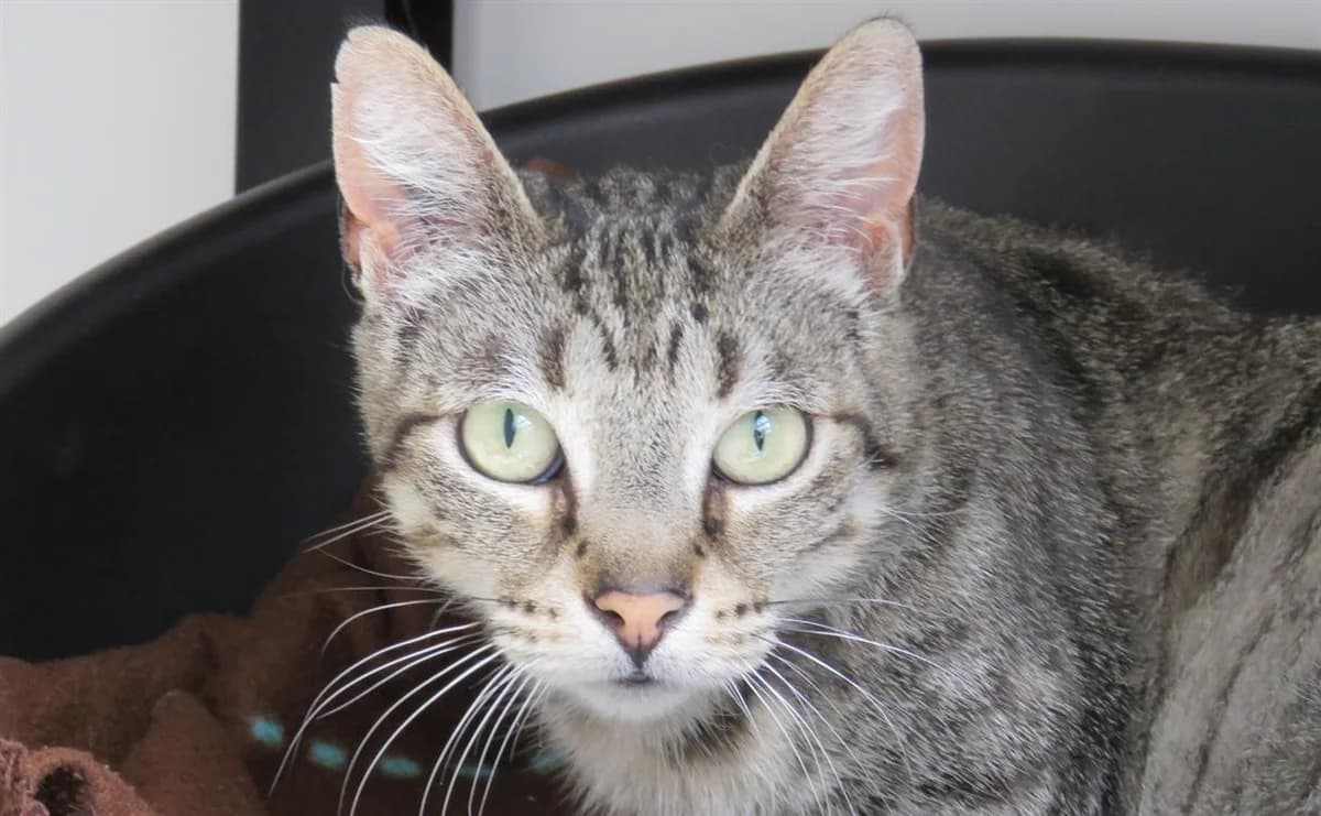 LAGARDERE, female senior Mixed Breed for adoption at SPA Chilleurs-aux-Bois, Chilleurs