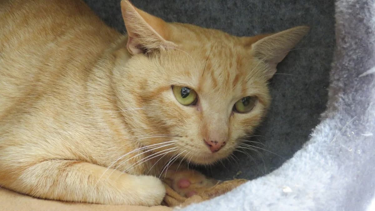 ROUCKIN, male young Mixed Breed for adoption at SPA Chilleurs-aux-Bois, Chilleurs