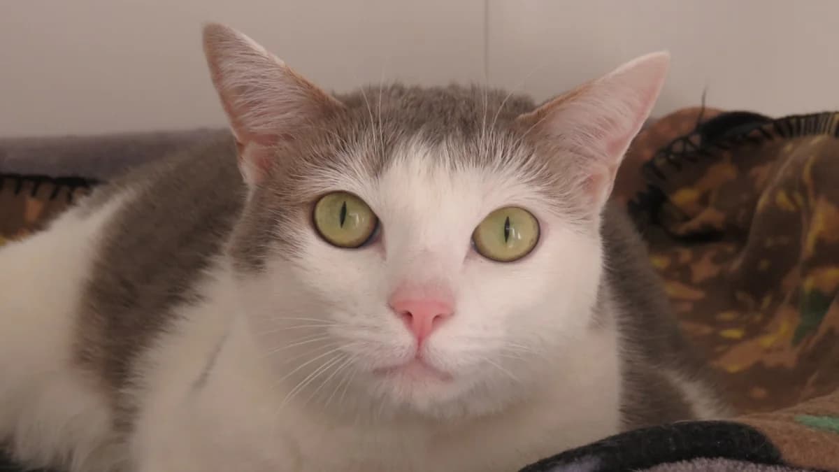 TSUKI, female 4yo Mixed Breed for adoption at SPA Chilleurs-aux-Bois, Chilleurs