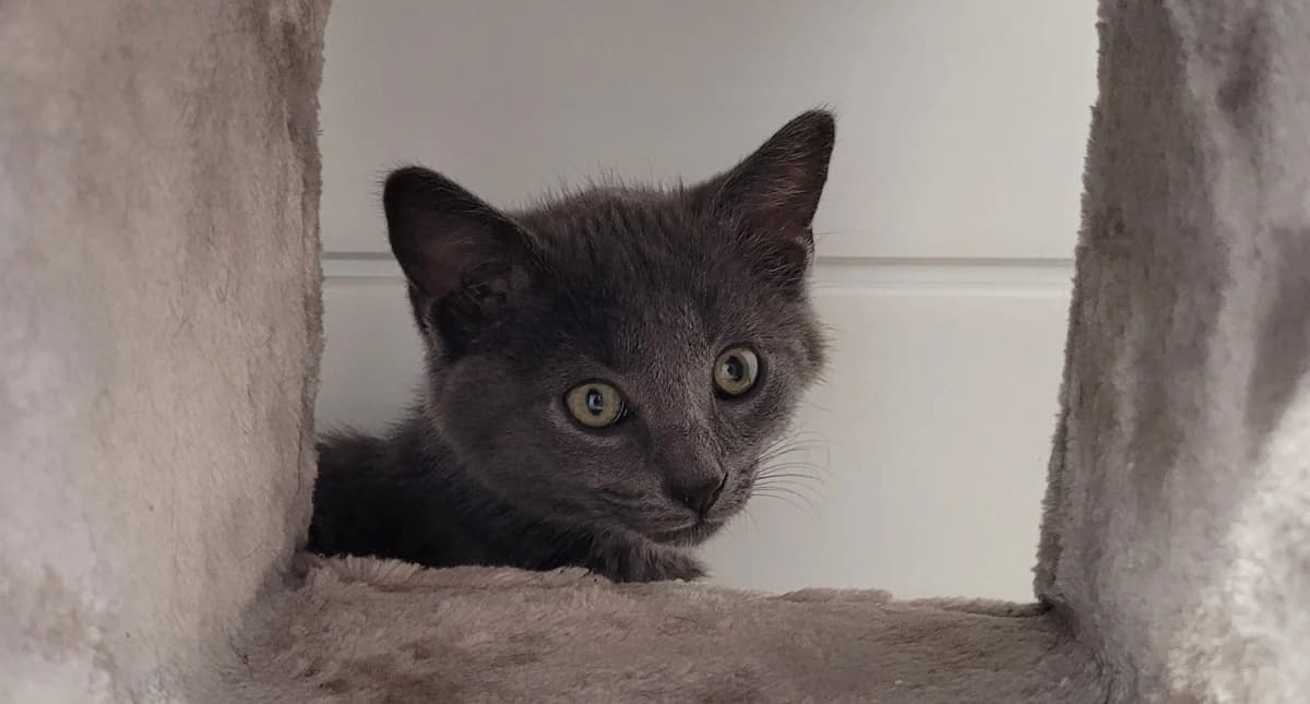 BERLIOZ, male Mixed Breed for adoption at SPA Chilleurs-aux-Bois, Chilleurs