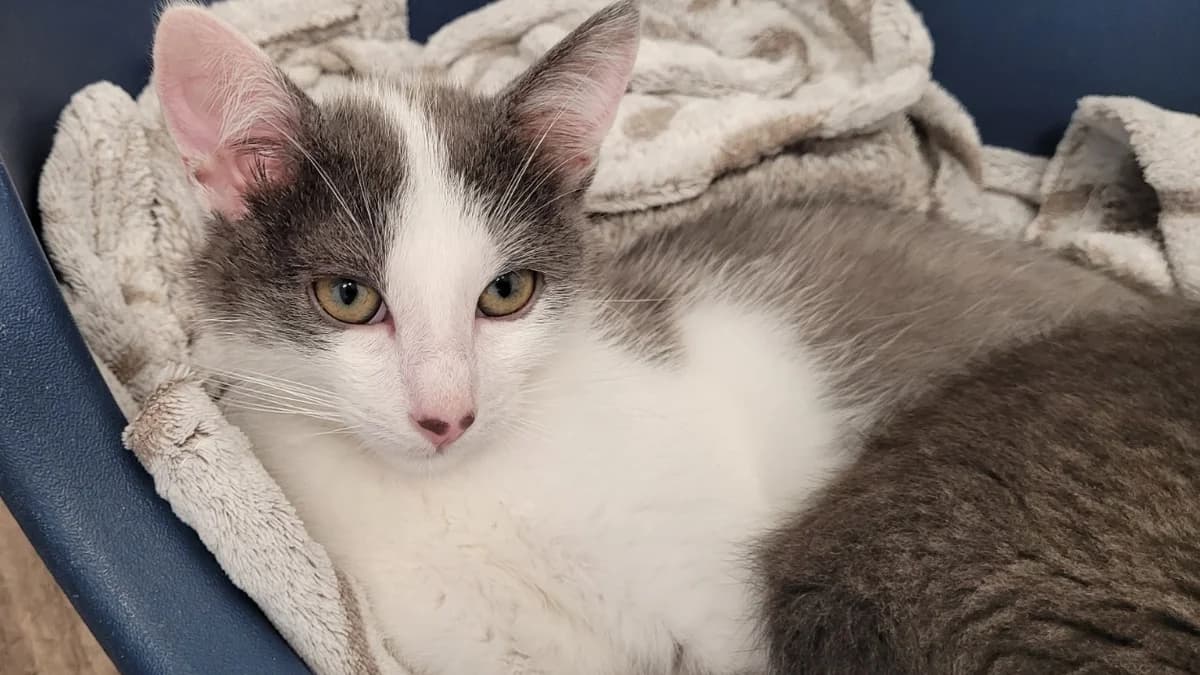 BAMBINO, male Mixed Breed for adoption at SPA Chilleurs-aux-Bois, Chilleurs
