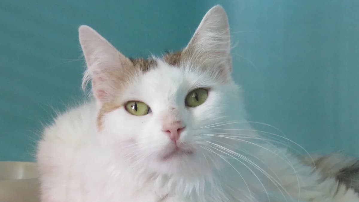 BELINDA, female young Mixed Breed for adoption at SPA Chilleurs-aux-Bois, Chilleurs