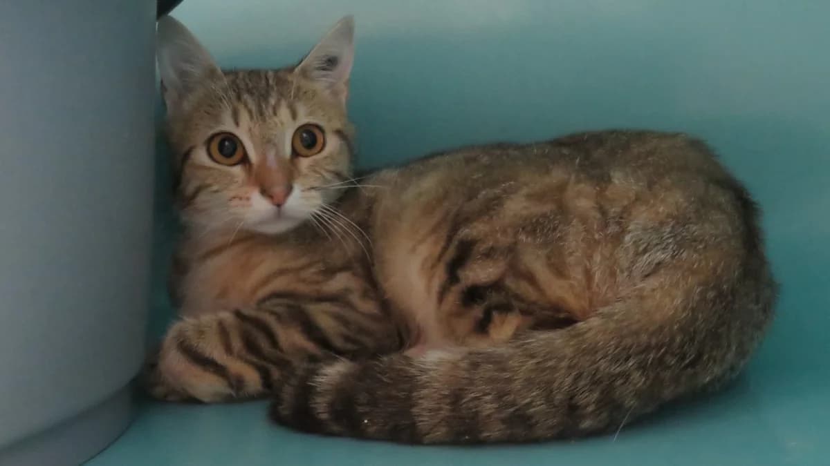 BABOUCHE, female Mixed Breed for adoption at SPA Chilleurs-aux-Bois, Chilleurs