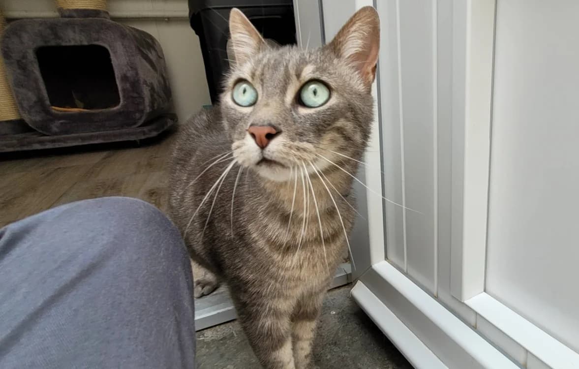 LEON, male 7yo Mixed Breed for adoption at SPA Chilleurs-aux-Bois, Chilleurs