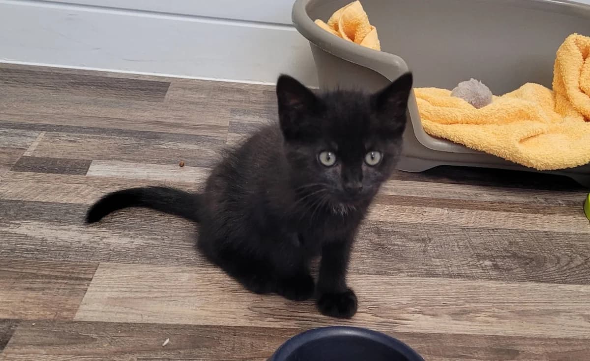 BLUE, male Mixed Breed for adoption at SPA Chilleurs-aux-Bois, Chilleurs