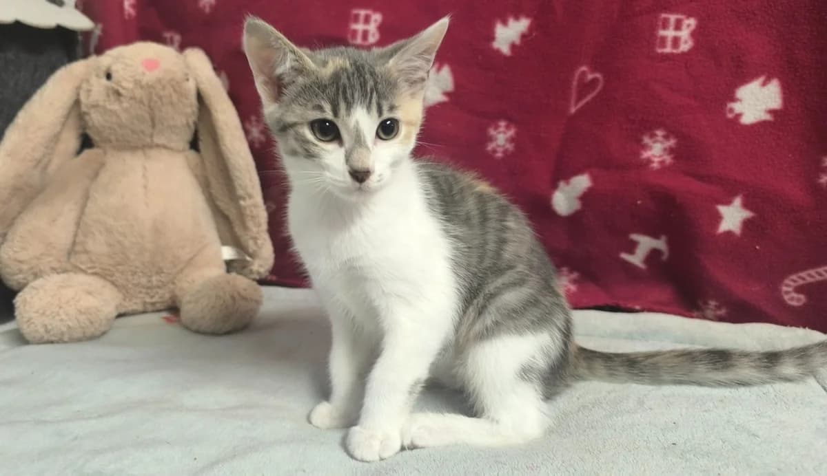 PIMPRENELLE, female Mixed Breed for adoption at SPA Chilleurs-aux-Bois, Chilleurs