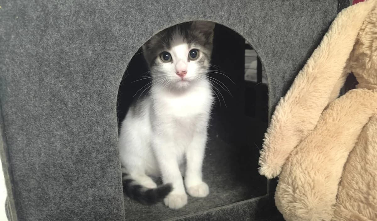 POUPETTE, female Mixed Breed for adoption at SPA Chilleurs-aux-Bois, Chilleurs